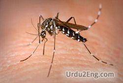 dengue Urdu Meaning