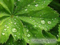 dew Urdu Meaning