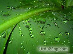 dew Urdu Meaning