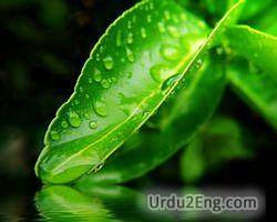 dew Urdu Meaning