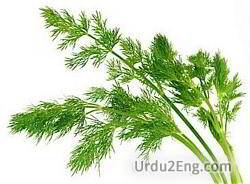 dill Urdu Meaning