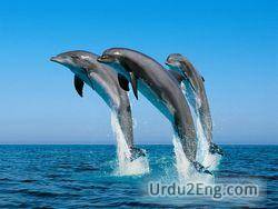dolphin Urdu Meaning
