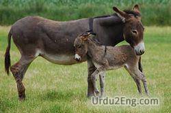 donkey Urdu Meaning