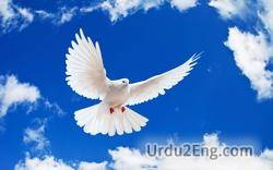 dove Urdu Meaning