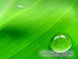 drop Urdu Meaning