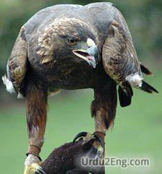 eagle Urdu Meaning