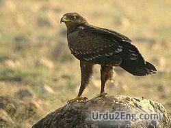 eagle Urdu Meaning