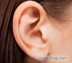 ear Urdu Meaning
