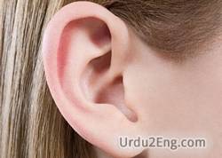 ear Urdu Meaning