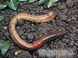 earthworm Urdu Meaning