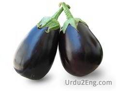 eggplant Urdu Meaning