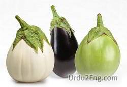 eggplant Urdu Meaning