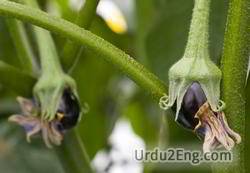 eggplant Urdu Meaning