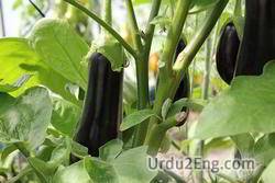 eggplant Urdu Meaning