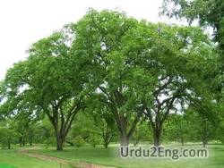 elm Urdu Meaning