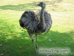 emu Urdu Meaning