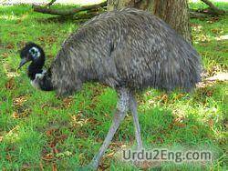 emu Urdu Meaning