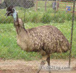 emu Urdu Meaning