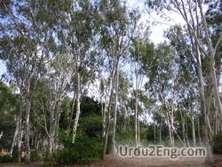 eucalyptus Urdu Meaning