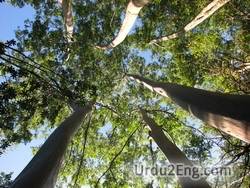 eucalyptus Urdu Meaning