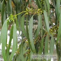 eucalyptus Urdu Meaning
