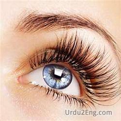 eyelash Urdu Meaning