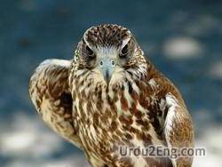falcon Urdu Meaning