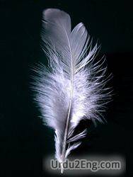 feather Urdu Meaning