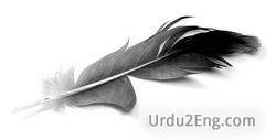 feather Urdu Meaning