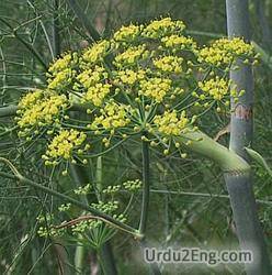 fennel Urdu Meaning