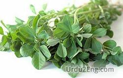 fenugreek Urdu Meaning