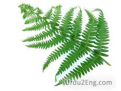 fern Urdu Meaning