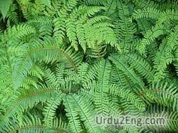 fern Urdu Meaning