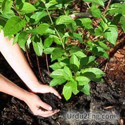 fertilize Urdu Meaning