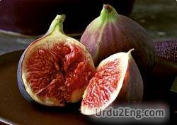 fig Urdu Meaning