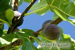 fig Urdu Meaning