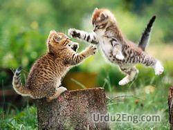 fight Urdu Meaning