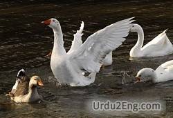 flap Urdu Meaning