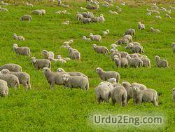 flock Urdu Meaning