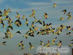 flock Urdu Meaning