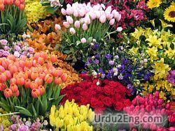 flower Urdu Meaning