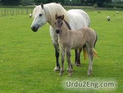 foal Urdu Meaning