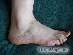 foot Urdu Meaning