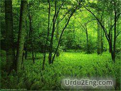 forest Urdu Meaning