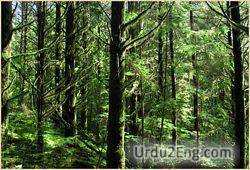 forest Urdu Meaning