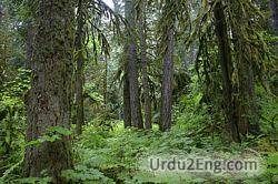 forest Urdu Meaning