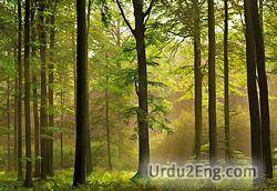 forest Urdu Meaning