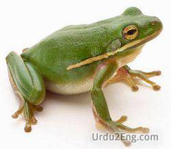 frog Urdu Meaning