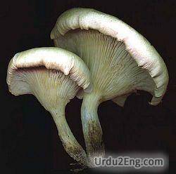 fungus Urdu Meaning