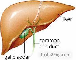 gallbladder Urdu Meaning